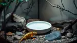 Wasserschale im Terrarium