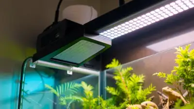 Optimale Terrarium Belüftung für Reptilien