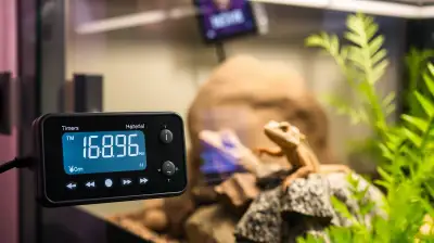 Mehrkanal Timer Terrarium: Perfektion in der Reptilienpflege