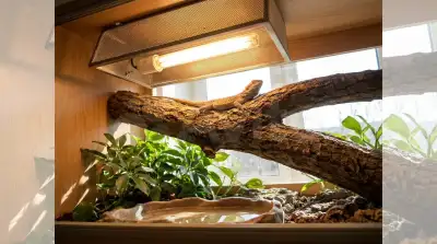 Vitamin D3 für Reptilien