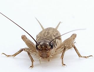 Heimchen lebend | Mittel-klein (8-11 mm) | 120 Stück MINI Pack | Futterinsekten für Reptilien, …