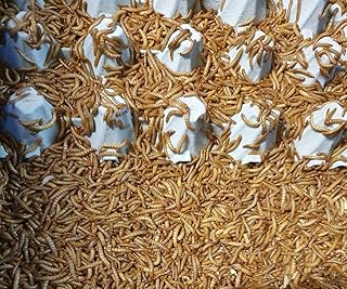 Mehlwürmer 1000g im Netz Lebendfutter SAHAWA Vogelfutter Reptilienfutter, lebende Futterwürmer …