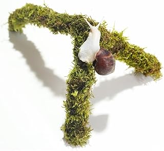 Haustier Schnecke Kletterspielzeug, ideales Schneckenterrarium-Zubehör, perfekt für kletterfreu…