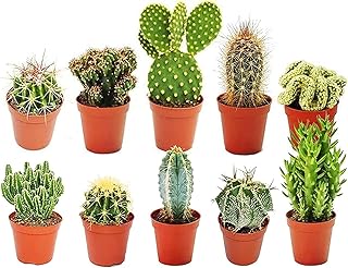 KAKTEEN SAMMLUNG – 10 X VERSCHIEDENE KAKTEEN SORTEN