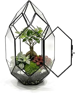 PLUXEA Komplettes Terrarium-Set für Pflanzen aus Glas, mit Substrat und 10 Mitgelieferten Werkze…