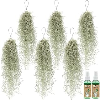 Vdvelde․com – 6x Tillandsia usneoides Spanisches Moos hängend 50 cm + 2x Pflanzspray 125 ml – …
