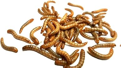 Mehlwürmer lebend Zoo-Papp 500g in Box | lebendige Würmer für Reptilien | lebende Mehlwürmer …