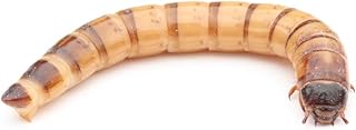 Zophobas lebend 50 g | Lebendfutter | Futterinsekten | Reptilienfutter | Igelfutter