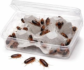 30 mittlere Schokoschaben lebend | Futterinsekten | nährstoffreich & aktiv | naturbelassen | fü…