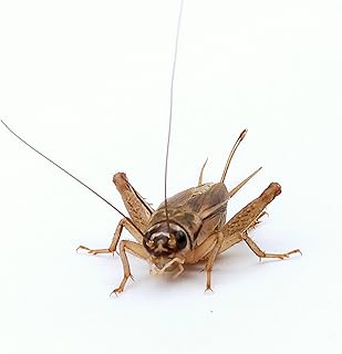 lebende Heimchen, Größen Mix 3-14mm, 400ml, über 1000 Stück Großpackung Futterinsekten Heimc…