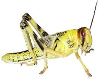 Heuschrecken – Wüstenheuschrecken SUBADULT – 50 Stück – Lebendfutter Insekten Wuestenheuschreck…