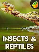 Insekten und Reptilien