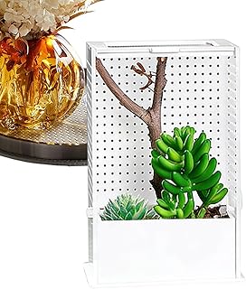 Springspinnen Lebensraum – Acryl-Klarglasbehälter – Reptilien-Behausung | für Springspinnen, kl…