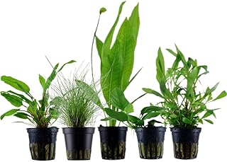 AquaOne Aquarium Pflanzen I 5X Wasserpflanzen I Einsteiger Aquarienpflanzen I Ehinodorus Hygrophi…