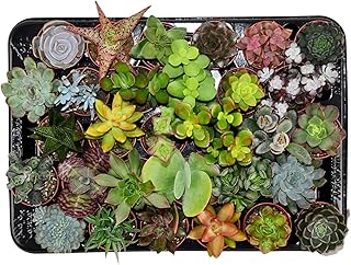 Mini Sukkulenten Mix im Ø 5.5 cm Pflanztopf – 30 Stück – Succulenten Fettpflanzen Zimmerpflanze…