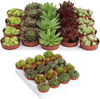 IFLO® Sempervivum Sukkulenten Set – Winterharte & pflegeleichte Hauswurz für Garten, Balkon &…
