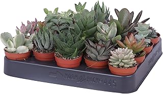 20 Sukkulenten BS Trading 5,5cm Topf Lebendware Mini Sukkulenten