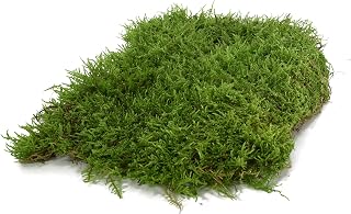 Moos Design I Terrarium Moos für Reptilien & Amphibien I Ideal für bioaktive Terrarien I Bodeng…