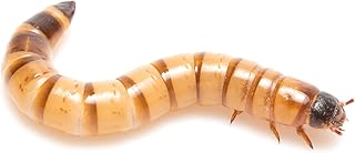 Lebende Mehlwürmer Standardgröße | Maxi Pack – 500 g | Futterinsekten für Reptilien und Vögel