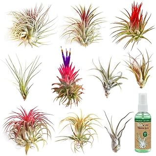 Vdvelde․com – Tillandsien Set 10 echte Luftpflanzen, Air Plants mit Spray | Pflegeleichte Zimme…