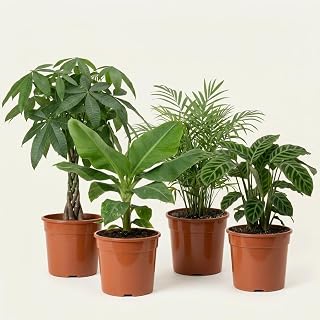 “Tierfreund” Pflanzenset | 4er-Set | Pachira, Bergpalme, Musa, Calathea | ca. 30-60 cm | Ø 1…
