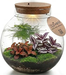 vdvelde.com – Pflanzen Terrarium – Wartungsfreies Ökosystem – Ø 25 cm ↥ 28 cm – Batteriebetri…