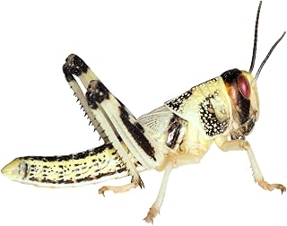 Heuschrecken – Wüstenheuschrecken MITTEL – 100 Stück – Lebendfutter Insekten Wuestenheuschrecke…