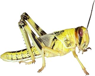 Heuschrecken – Wüstenheuschrecken SUBADULT – 25 Stück – Lebendfutter Insekten Wuestenheuschreck…