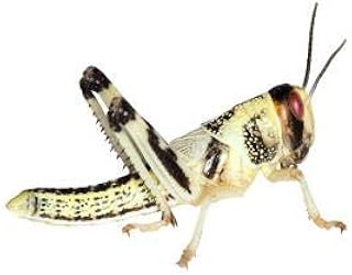 Heuschrecken – Wüstenheuschrecken MITTEL – 50 Stück – Lebendfutter Insekten Wuestenheuschrecken…
