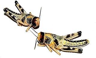 Heuschrecken – Wüstenheuschrecken MITTEL – 300 Stück – Lebendfutter Insekten Wuestenheuschrecke…