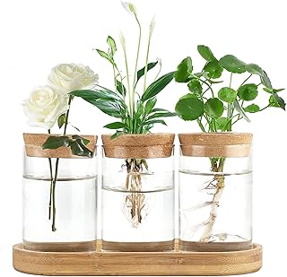 Dahey Pflanzenvermehrung, Terrarium, Schreibtisch, Glas, Pflanzstation, Wasserpflanzung, Glasvase…