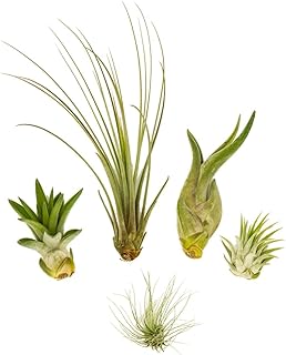 Tillandsien Mini 5er Mix – Luftpflanzen Set, Air Plants, ohne Erde, Deko