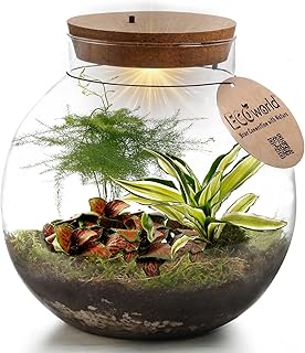 Pflanzen terrarium mit Licht – Tropical Biodome – Terrarien – Minipflanzen – Ø 25 cm ↥ 28 cm -…